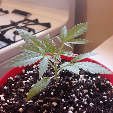 Grease Monkey  growlog timeline photo