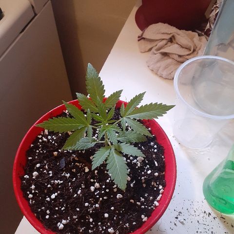 Grease Monkey  growlog timeline photo