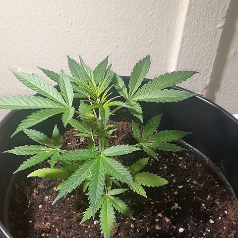Grease Monkey  growlog timeline photo
