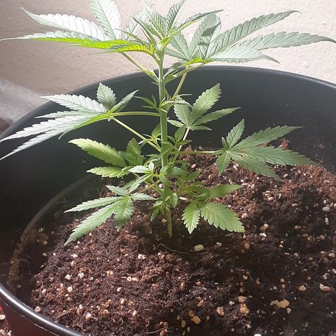 Grease Monkey  growlog timeline photo