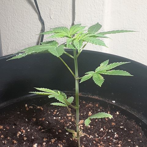 Grease Monkey  growlog timeline photo
