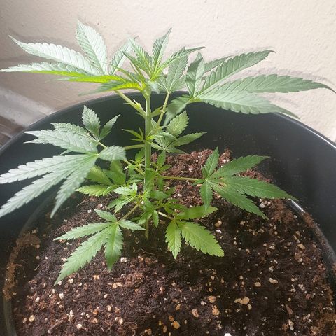 Grease Monkey  growlog timeline photo