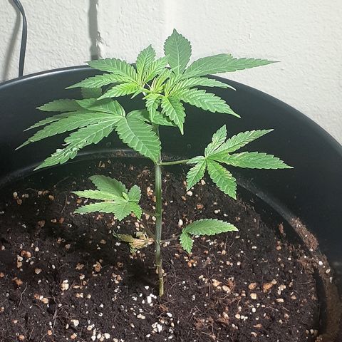 Grease Monkey  growlog timeline photo
