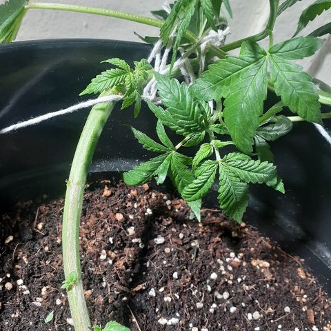 Grease Monkey  growlog timeline photo