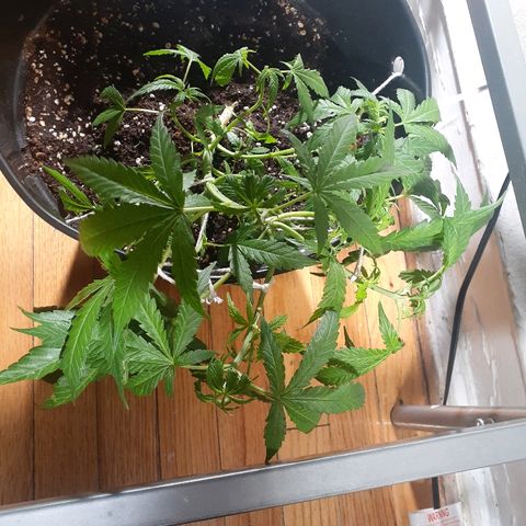 Grease Monkey  growlog timeline photo