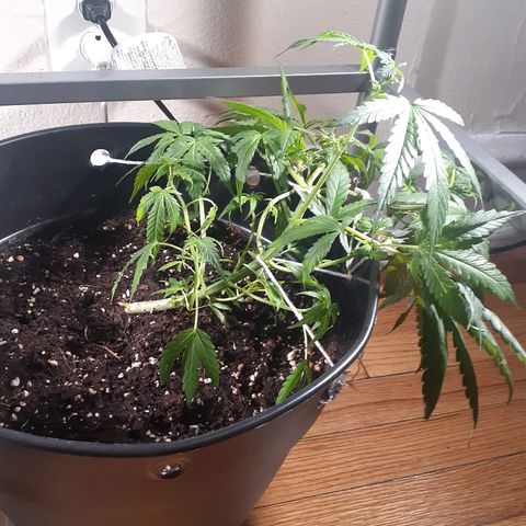 Grease Monkey  growlog timeline photo