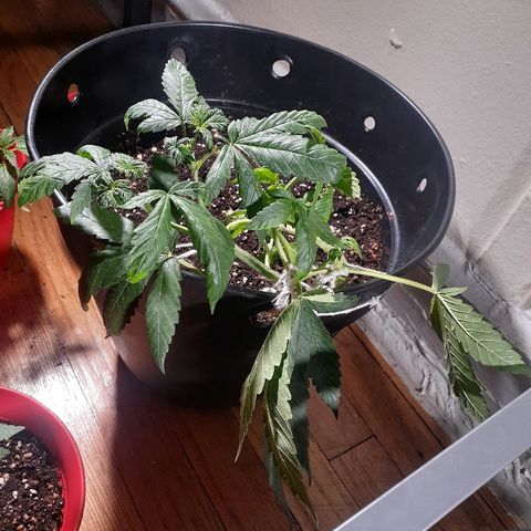 Grease Monkey  growlog timeline photo