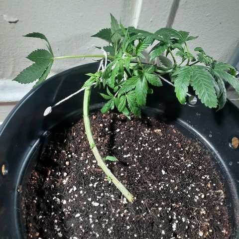Grease Monkey  growlog timeline photo