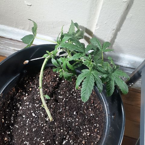 Grease Monkey  growlog timeline photo