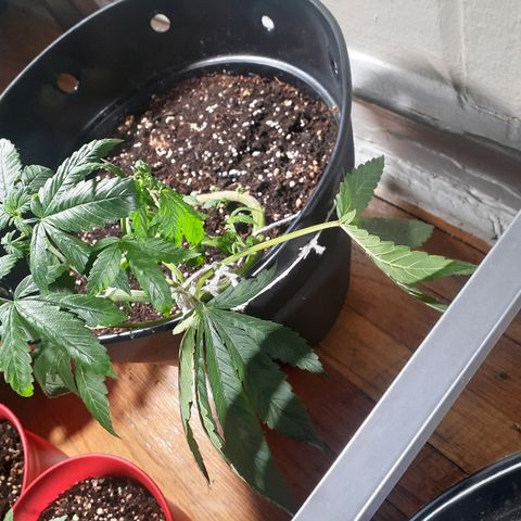 Grease Monkey  growlog timeline photo