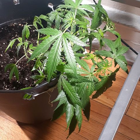 Grease Monkey  growlog timeline photo