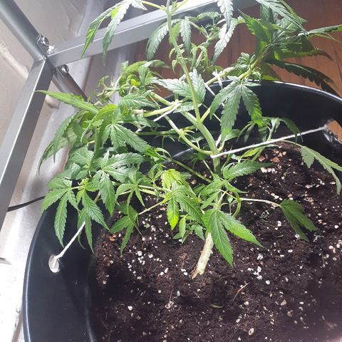 Grease Monkey  growlog timeline photo