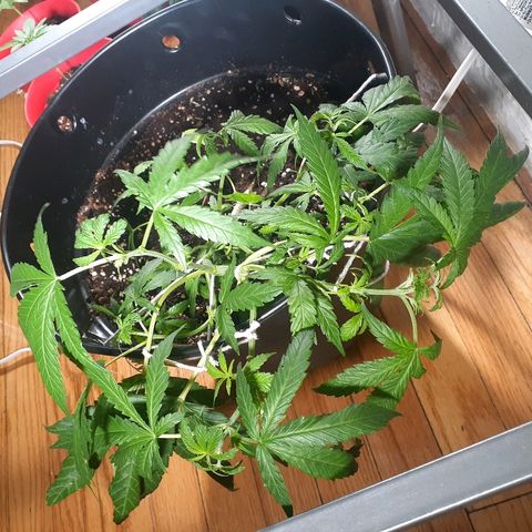 Grease Monkey  growlog timeline photo