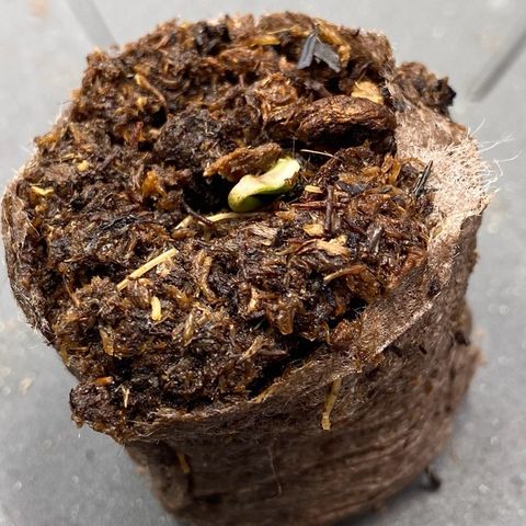 Amnesia Haze Auto growlog photo: Fast geschafft