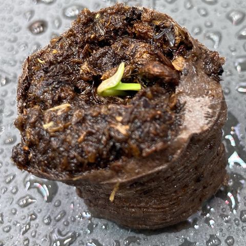 Amnesia Haze Auto growlog timeline photo