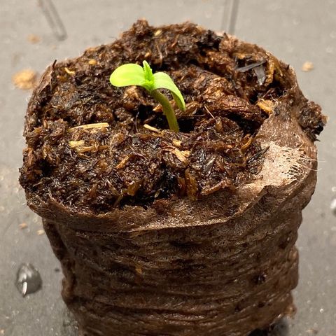 Amnesia Haze Auto growlog timeline photo