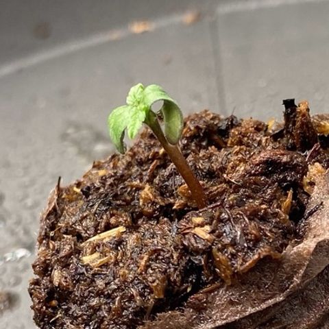 Amnesia Haze Auto growlog timeline photo