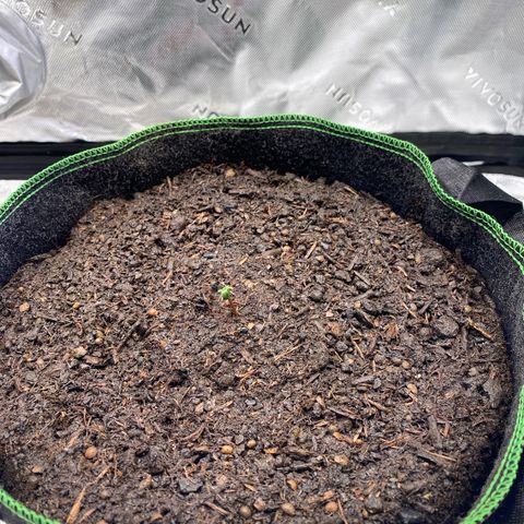 Amnesia Haze Auto growlog photo: In 12L Topf gepflanzt