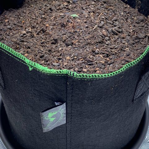 Amnesia Haze Auto growlog timeline photo