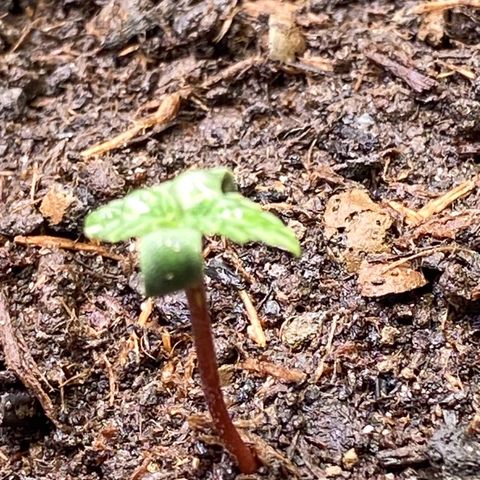 Amnesia Haze Auto growlog timeline photo