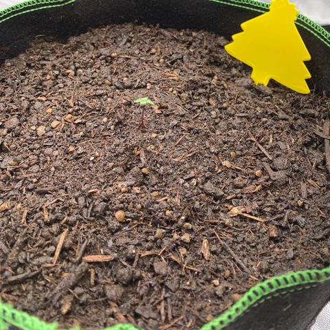 Amnesia Haze Auto growlog timeline photo