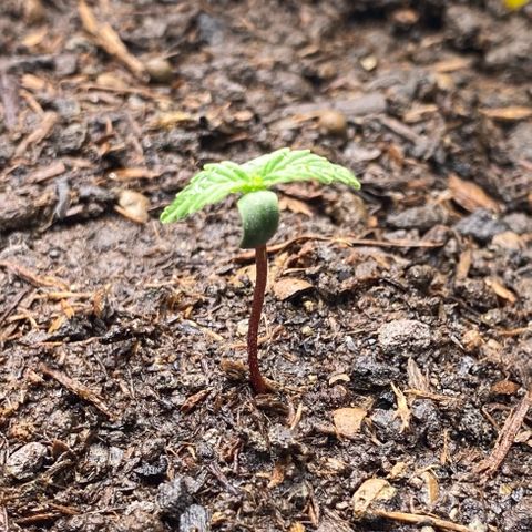 Amnesia Haze Auto growlog timeline photo