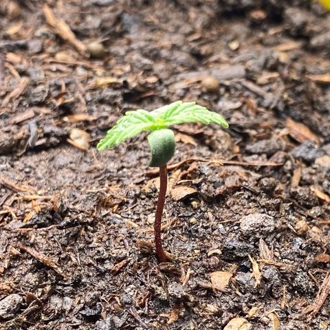 Amnesia Haze Auto growlog timeline photo