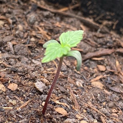 Amnesia Haze Auto growlog timeline photo