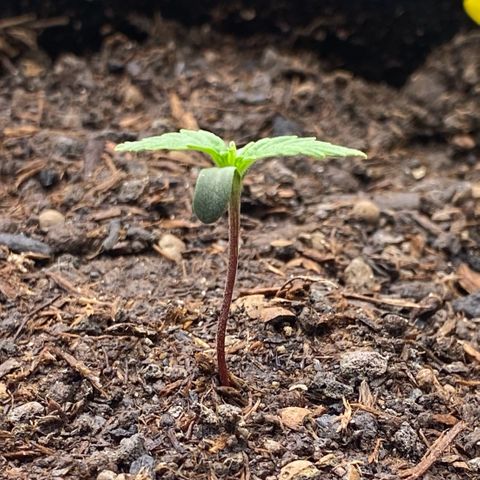 Amnesia Haze Auto growlog timeline photo