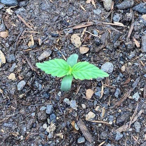 Amnesia Haze Auto growlog timeline photo