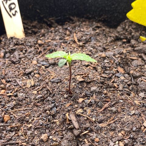 Amnesia Haze Auto growlog timeline photo
