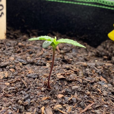 Amnesia Haze Auto growlog timeline photo