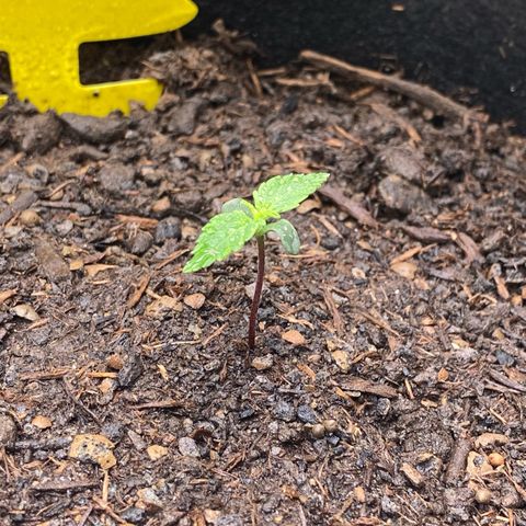 Amnesia Haze Auto growlog timeline photo