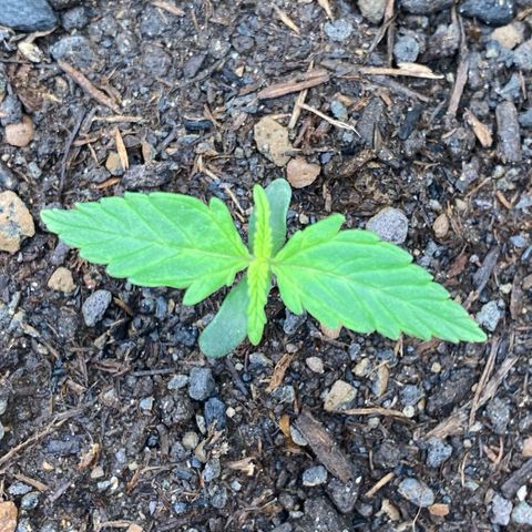 Amnesia Haze Auto growlog timeline photo