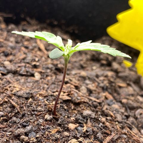 Amnesia Haze Auto growlog timeline photo