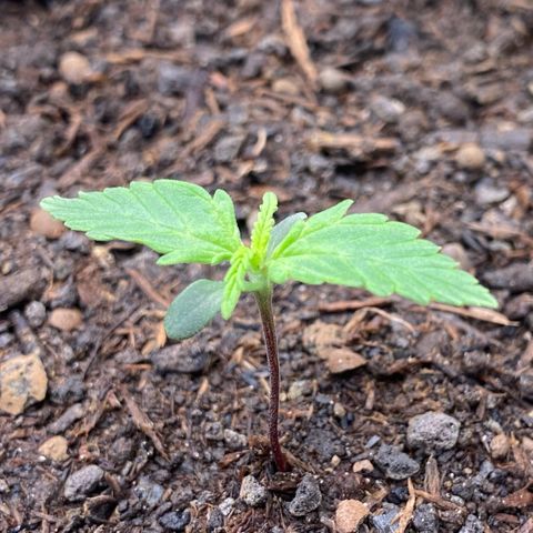 Amnesia Haze Auto growlog timeline photo