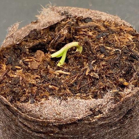 Cookies Gelato Auto growlog photo: Bald geschafft!