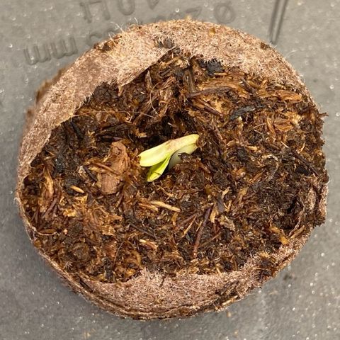 Cookies Gelato Auto growlog photo: Bald geschafft!