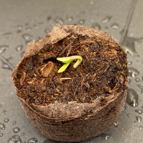 Cookies Gelato Auto growlog timeline photo