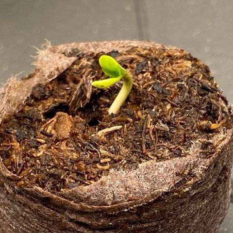 Cookies Gelato Auto growlog timeline photo