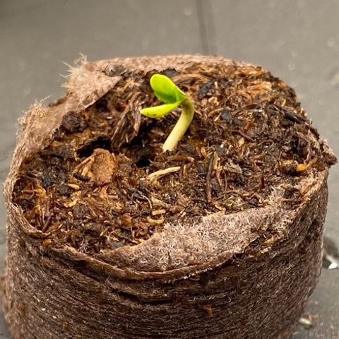 Cookies Gelato Auto growlog timeline photo