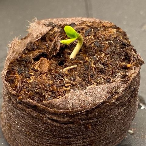 Cookies Gelato Auto growlog timeline photo