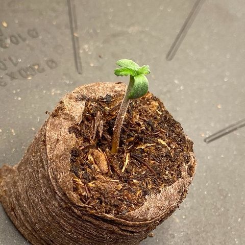 Cookies Gelato Auto growlog timeline photo
