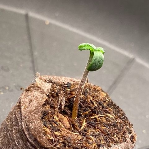 Cookies Gelato Auto growlog timeline photo