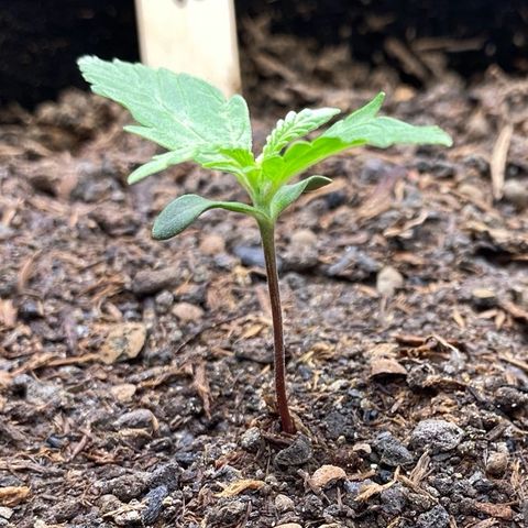 Amnesia Haze Auto growlog timeline photo