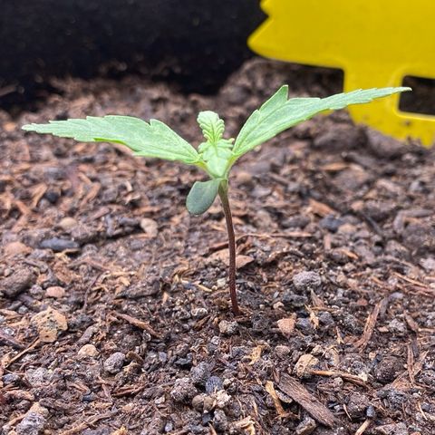 Amnesia Haze Auto growlog timeline photo