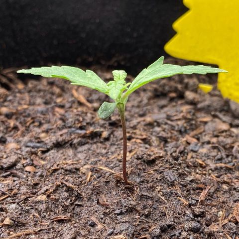 Amnesia Haze Auto growlog timeline photo