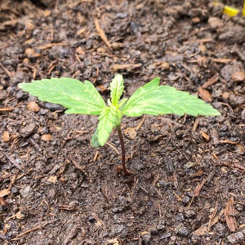 Amnesia Haze Auto growlog timeline photo