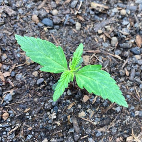 Amnesia Haze Auto growlog timeline photo