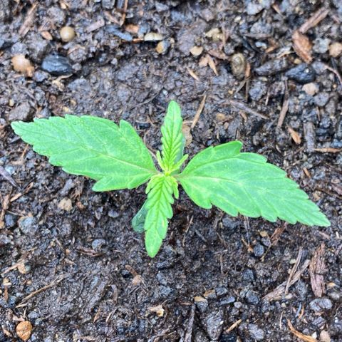 Amnesia Haze Auto growlog timeline photo